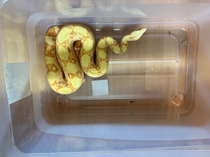 Boa Imperator
