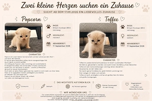 Reinrassige BKH Kitten