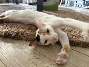 Katzenmächen sucht Familie 