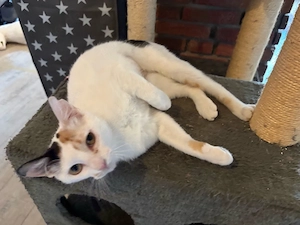 Katzenmächen sucht Familie 