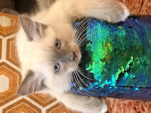 Ragdoll Reinrassing kitten Abgabe ab sofort 