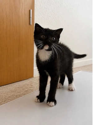Kitten Weibchen *abgabebereit*
