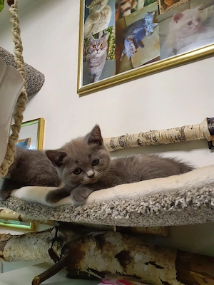 Reinrassige BKH-Babykatzen 
