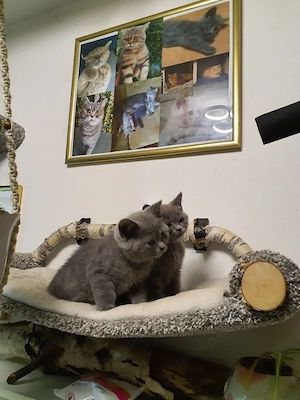 Reinrassige BKH-Babykatzen 