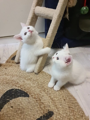 Reinrassigen  (BKH) Babykatzen 