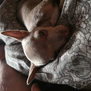 Süßer  chihuahua  junge sucht liebevolles zuhause