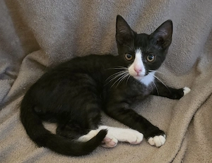 Kleiner Kater sucht neues liebevolles Zuhause 