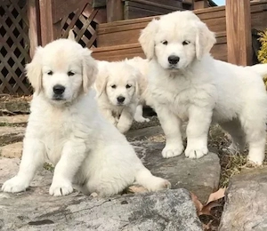 Golden retriever welpen