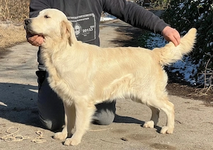 Golden retriever 