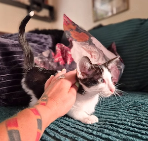 Wunderschöne Orientalisch Kurzhaar Kitten OKH, Havana, Ebony, Bicolor & Snowshoe Bild 7