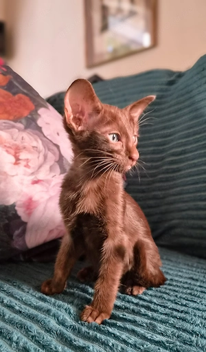 Wunderschöne Orientalisch Kurzhaar Kitten OKH, Havana, Ebony, Bicolor & Snowshoe