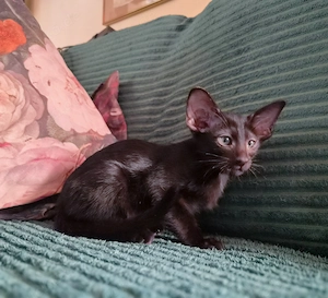 Wunderschöne Orientalisch Kurzhaar Kitten OKH, Havana, Ebony, Bicolor & Snowshoe Bild 8