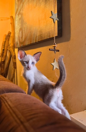 Wunderschöne Orientalisch Kurzhaar Kitten OKH, Havana, Ebony, Bicolor & Snowshoe Bild 3