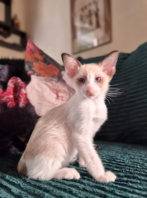 Wunderschöne Orientalisch Kurzhaar Kitten OKH, Havana, Ebony, Bicolor & Snowshoe