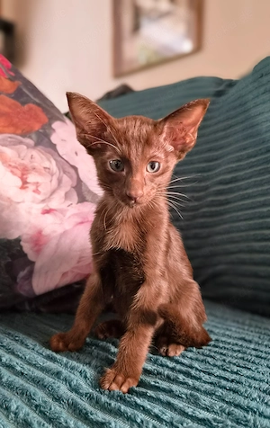 Wunderschöne Orientalisch Kurzhaar Kitten OKH, Havana, Ebony, Bicolor & Snowshoe Bild 4