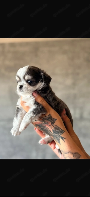 Chihuahua Welpen 