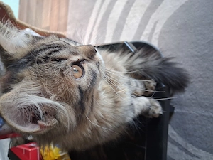 Kater 3 monate sucht ein neues zuhause