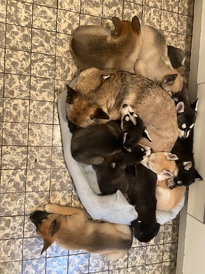 Husky und der französische Bulldogge gemischt