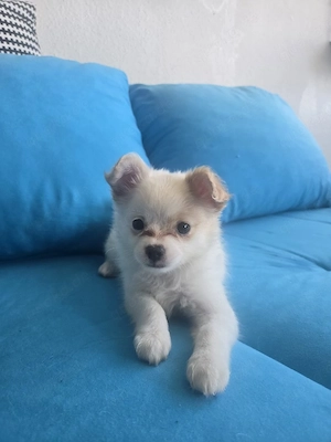 Papillon Chihuahua Welpen 