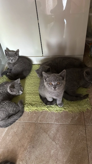 Britisch Kurzhaar Kitten Katzenbabys Abholbereit 