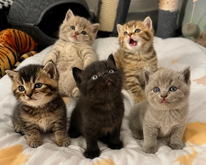 Bkh Kitten Britisch Kurzhaar tabby