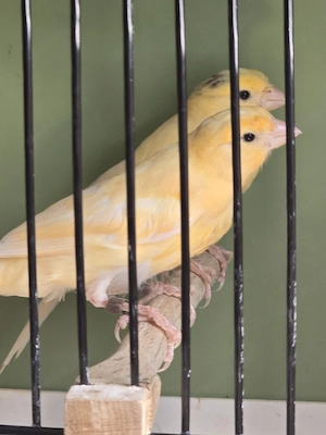 kanarienvogel 