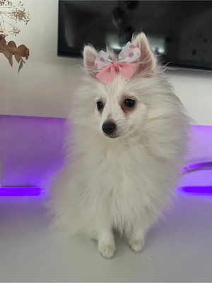 Liebevolles Zuhause für Pomeranian-Hündin Luna gesucht