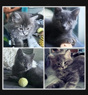 BKH und BLH zuckersüße Kitten 