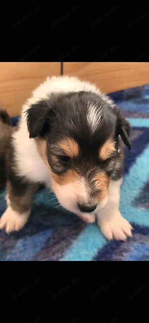 Amerikanische Colliewelpen 