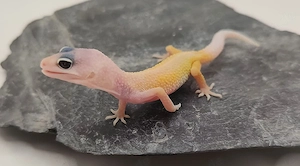 Leopardgecko Nachzuchten 0.1 Blizzard, Tangerine, Hypo & weitere