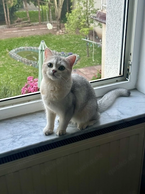 BKH Silver Chinchilla Hauskatze 10 Monate alt (weiblich)