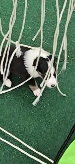 Amerikanische Colliewelpen 