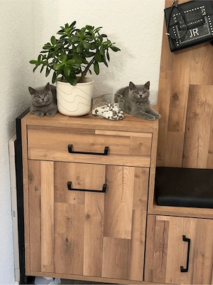 BKH Kitten  Abgabebreit 