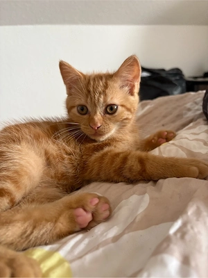 BKH Kitten Junge Orangen mit impfpass