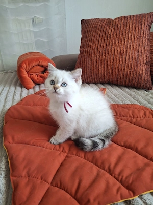Reinrassige BKH Kitten.