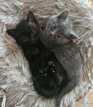 blaue und anthrazit BKH Kitten