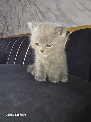 Eine langhaarige britische Katze mit einem attraktiven grauen Fell