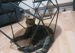 Artie   1 jahr such zuhause mit ruhe und geduld 