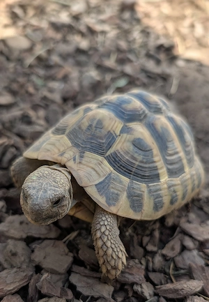 Griechische Landschildkröte ( männchen)