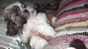 Shih.tzu welpen 