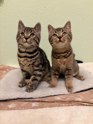 Bengal BKH Mix Kitten,Katzenbabys