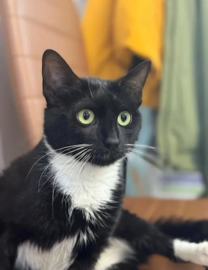 Lucky Freundliches Katzenmädel sucht gechillte Familie