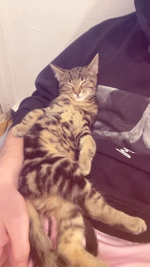 Kater zu verkaufen 