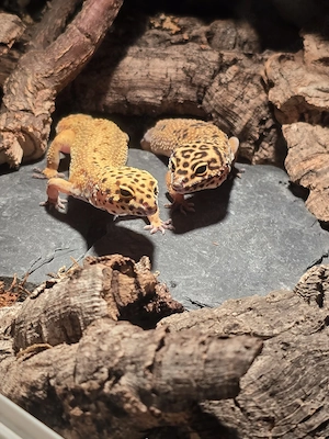 2 Leopardgecko Weibchen 3 Jahre