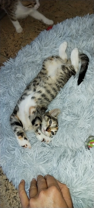 Maikatze Kitten 