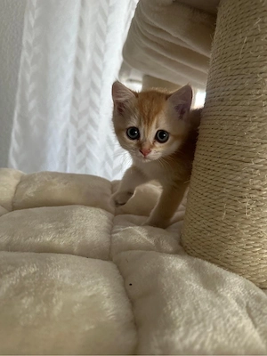 BKH Gold Kitten 