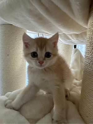 BKH Gold Kitten 