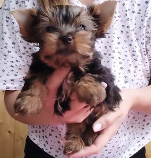 Liebevolle Yorkshire Terrier Welpen suchen ein Zuhause   