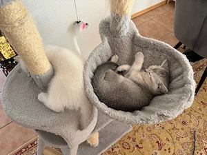 Verkaufe zwei britische Kurzhaar Katzen ab der 15. Woche