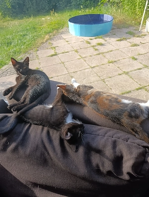 Katzenbabys